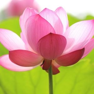 Meet your Posher, Karin